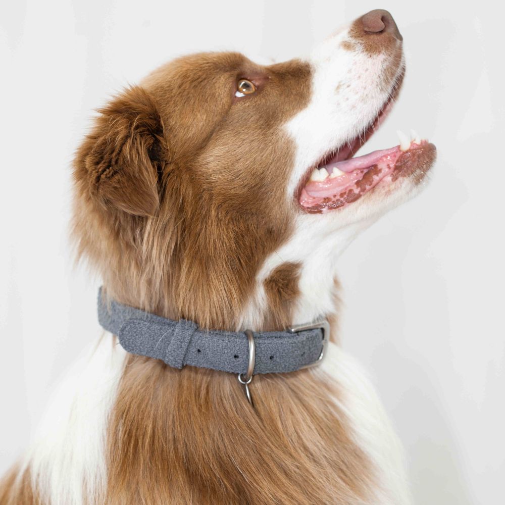 Boucle dog collar in soft textured polyester with metal hardware and engravable ID tag attached — view 2