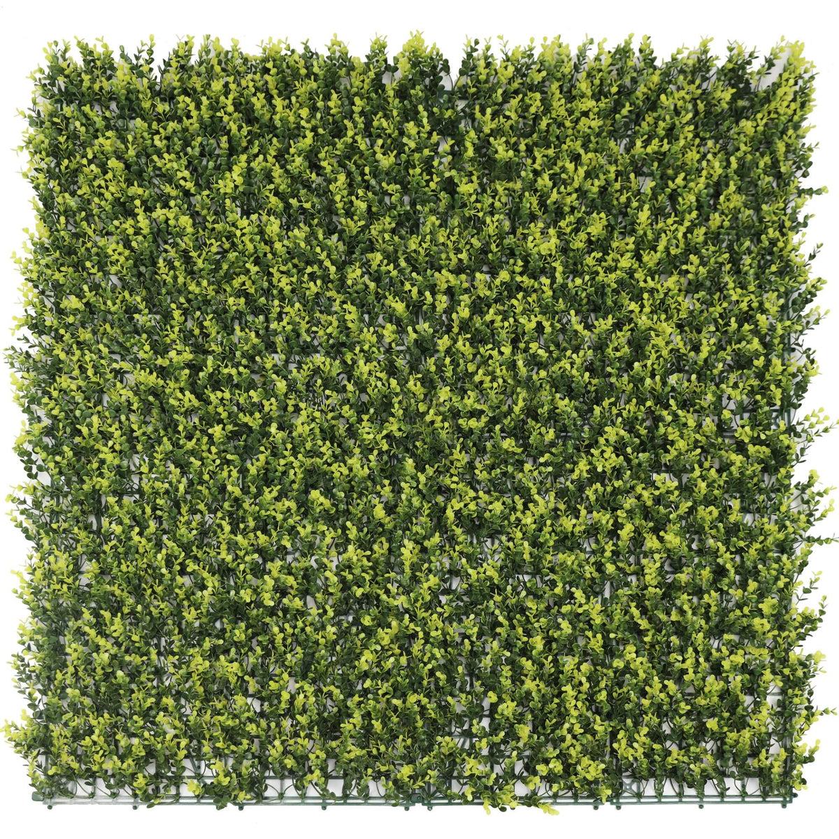 Yellow English Boxwood Artificial Vertical Garden Green Wall Panel 40×40in 11 SQ FT – UV Resistant – Commercial Grade-0