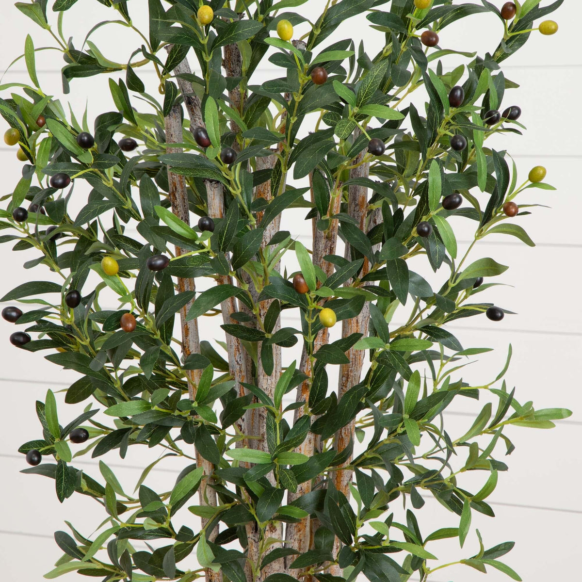 5’ Olive Tree in White Planter-1