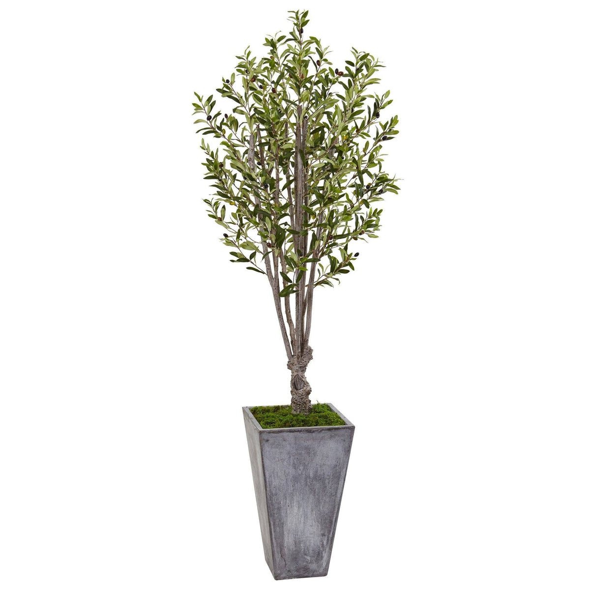 6’ Olive Tree in Stone Planter-2