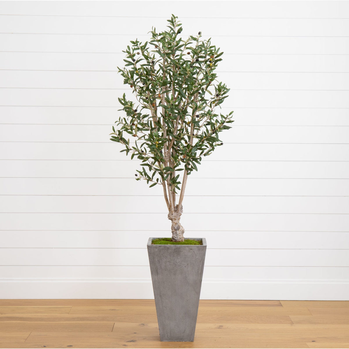 6’ Olive Tree in Stone Planter-0