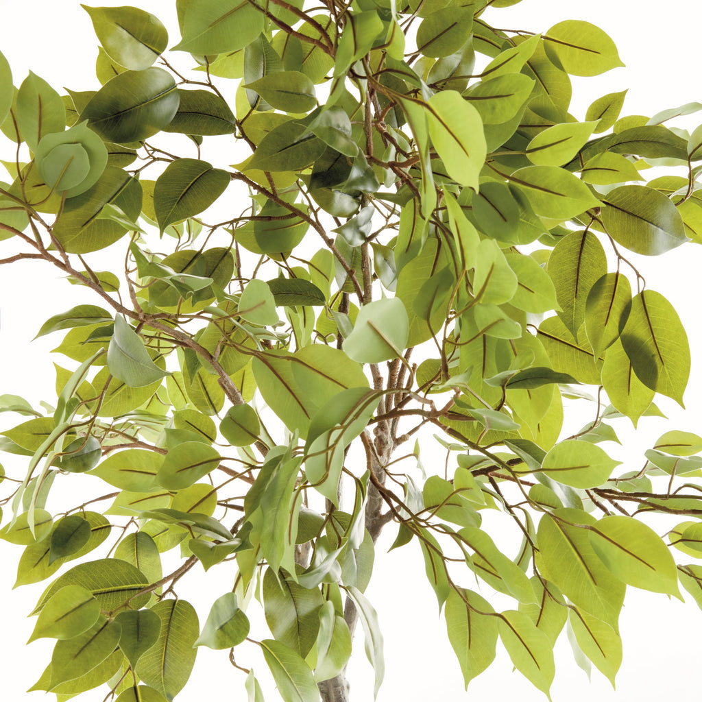 Ficus Tree Drop In 51"-1