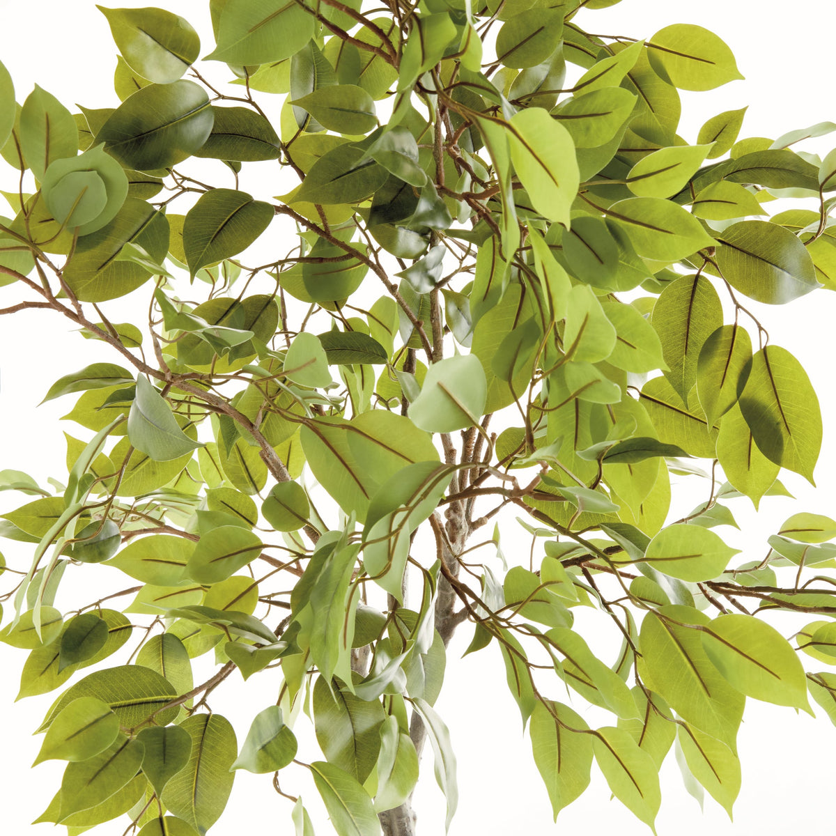 Ficus Tree Drop In 51"-1