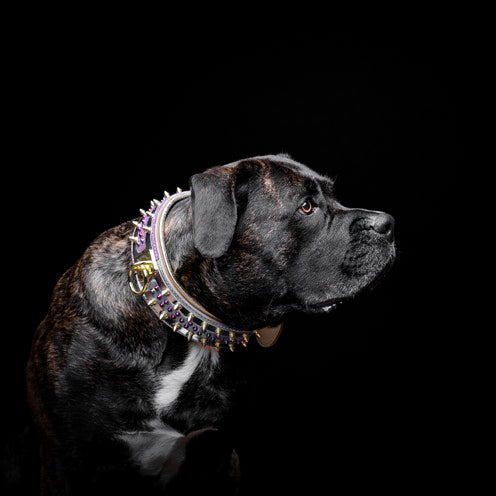 White genuine leather wide dog collar with brass plated gold hardware and vibrant candy accents. — view 4