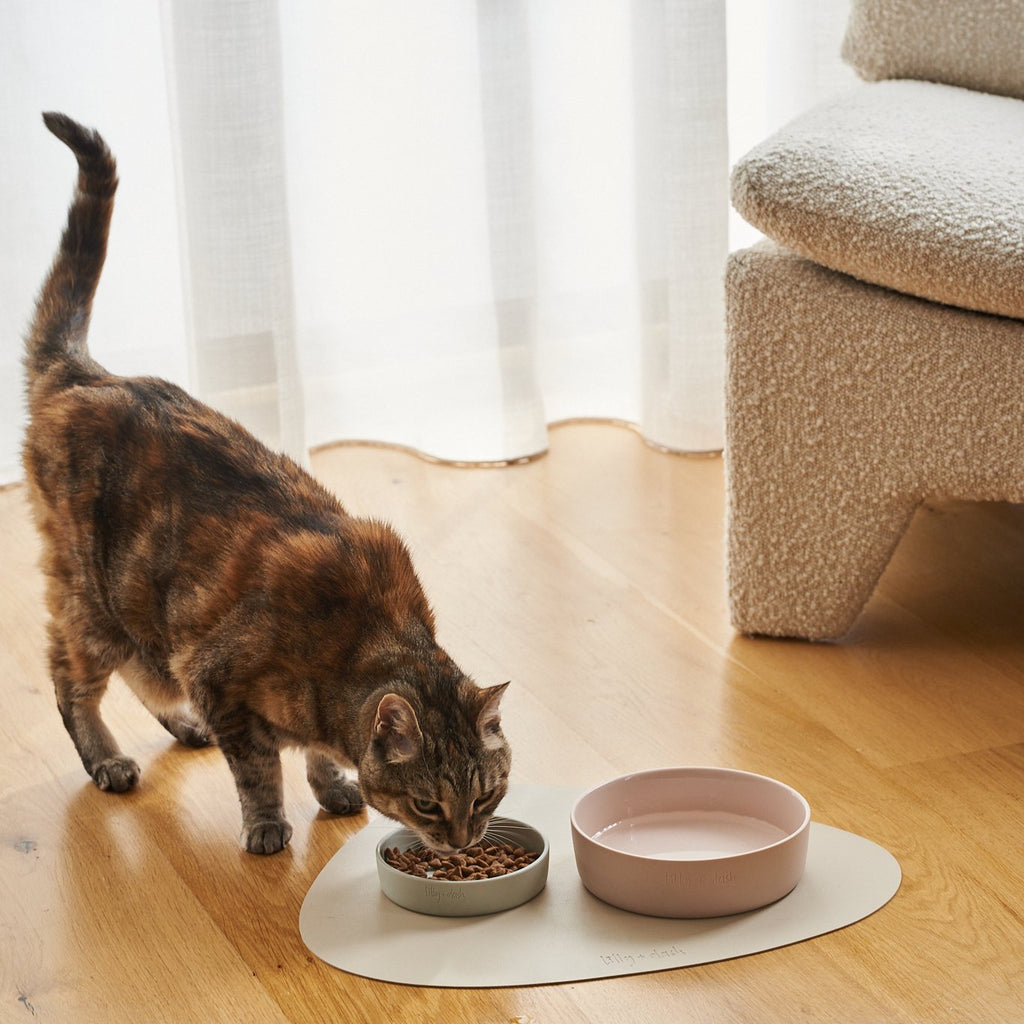 cat collars-2