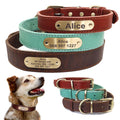 Custom engraved leather dog collar with a golden nameplate and sturdy metal hardware.