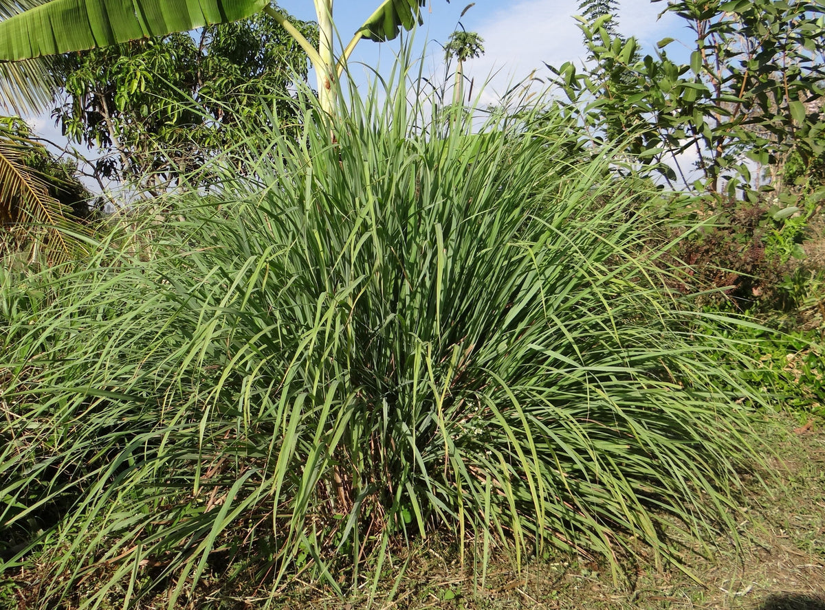 Lemongrass Fresh Cut for Tea-1