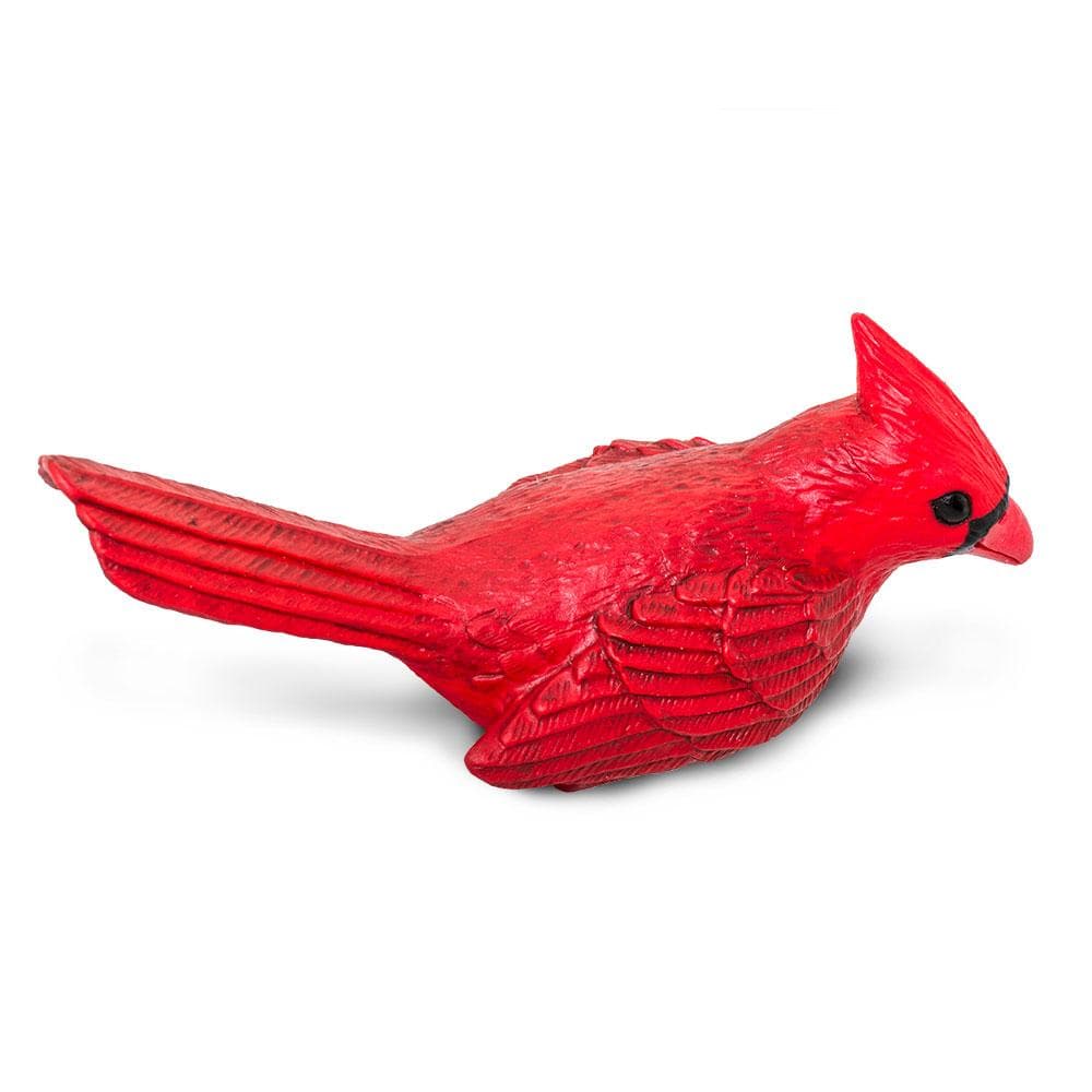 Cardinal Toy-4