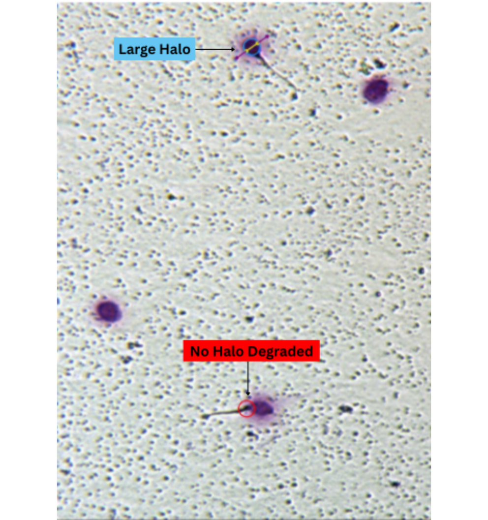 At-Home Advanced Semen Analysis-2