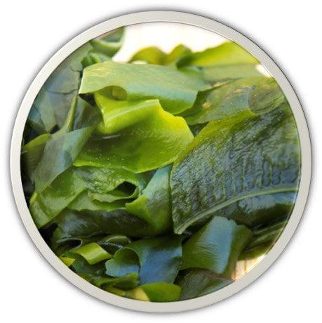 DR.HC Wakame Seaweed Gel, a lightweight hydrating marine face moisturizer for soothing sensitive, acne-prone skin — view 5