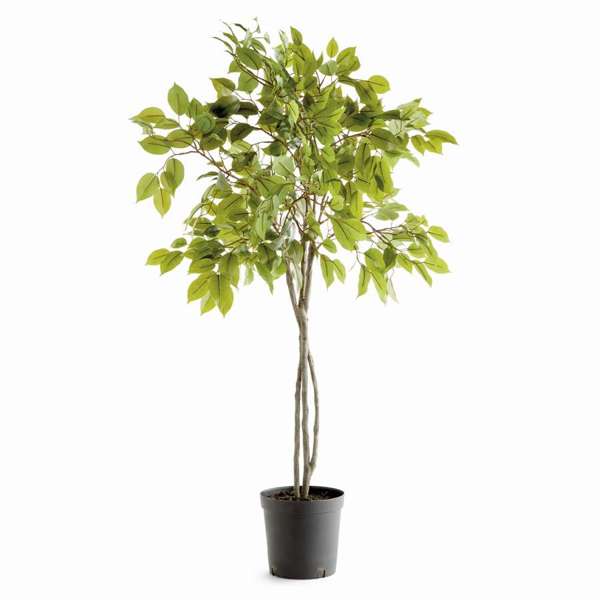 Ficus Tree Drop In 51"-0