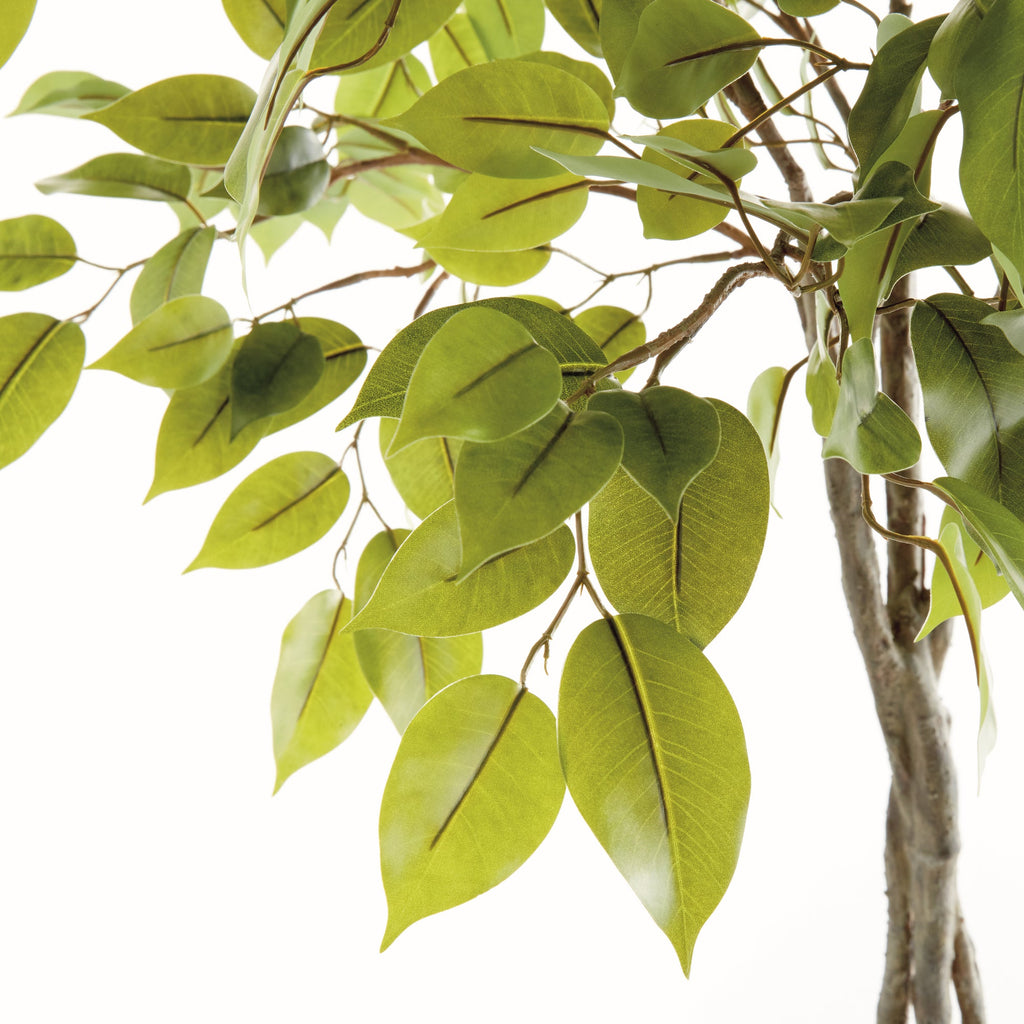 Ficus Tree Drop In 51"-2