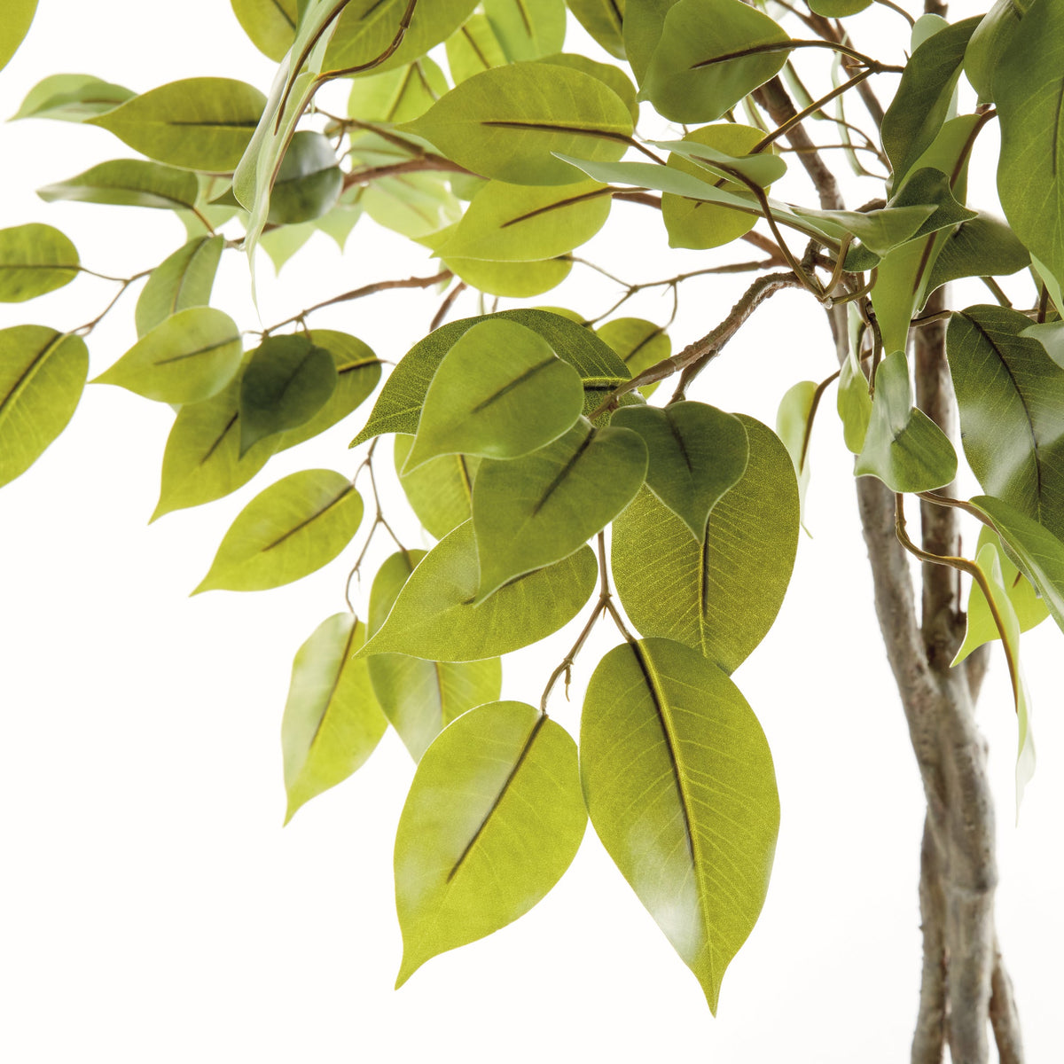 Ficus Tree Drop In 51"-2