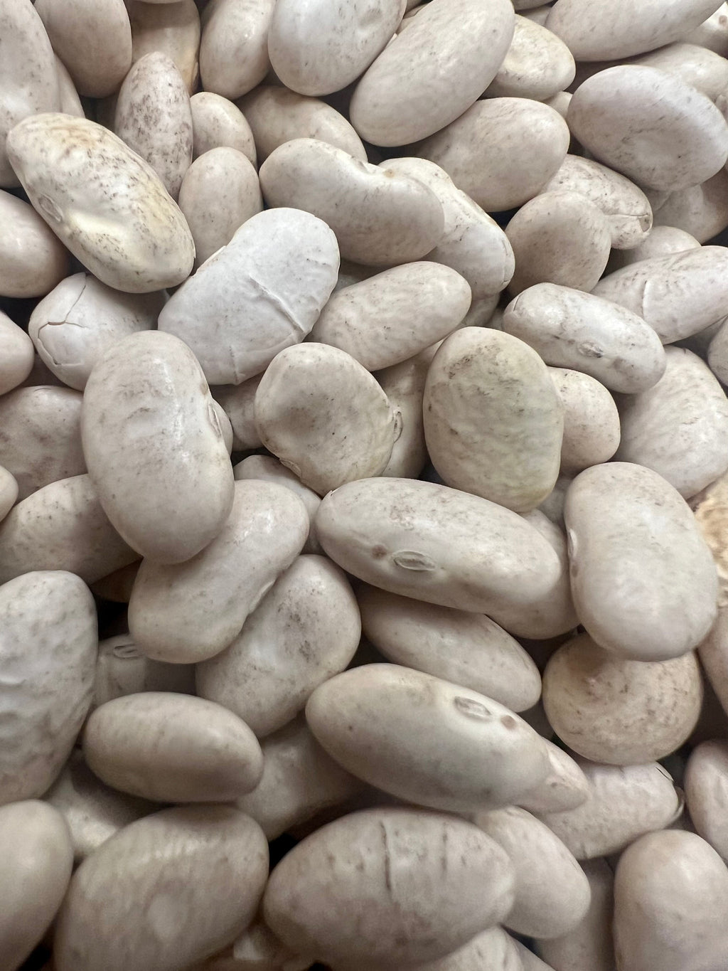 Raw white cannellini bean agricultural seeds ready for high yield home vegetable gardening and spring planting