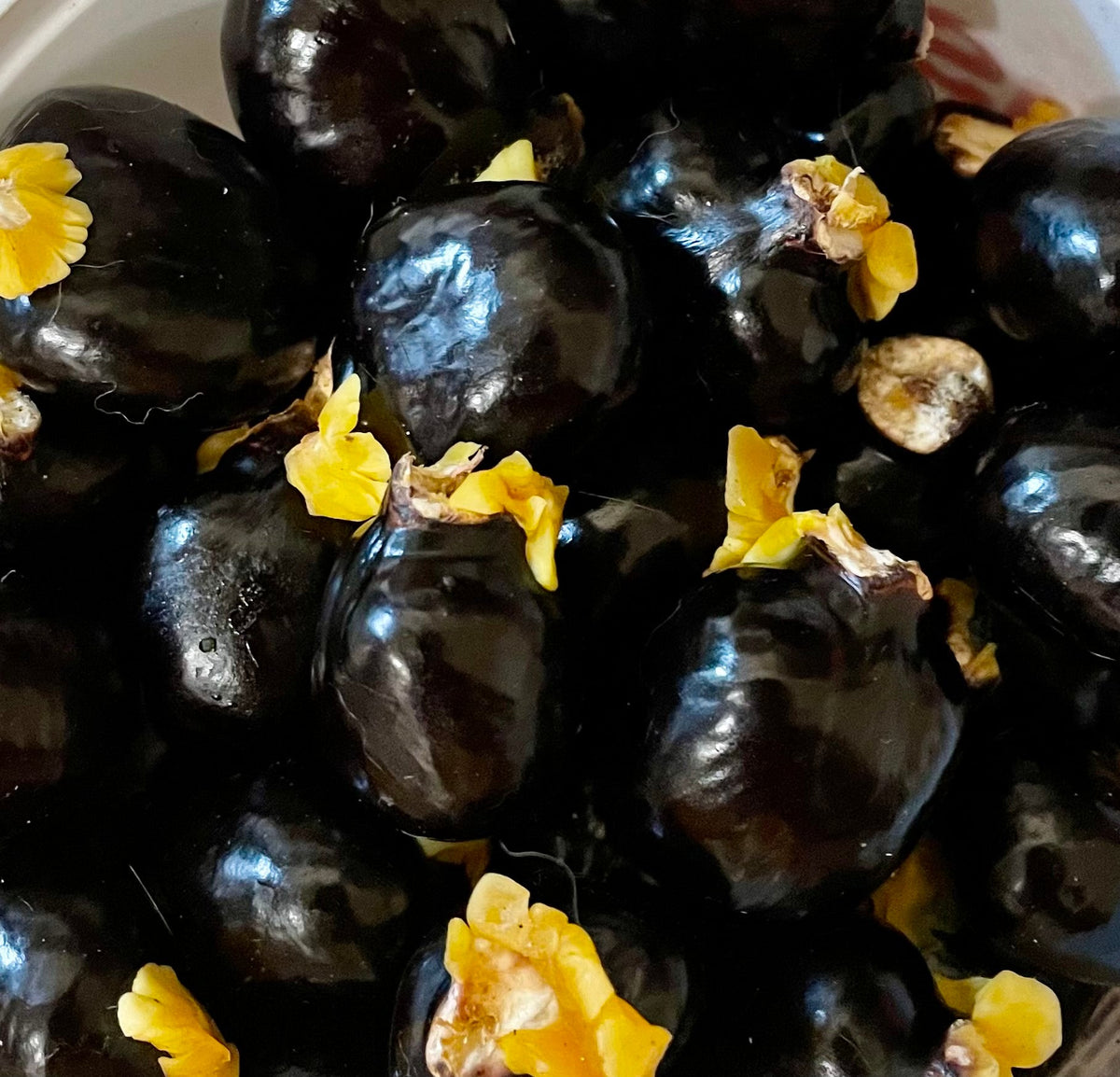 Ripkitty Signature Ornamental Ackee Seeds (Blighia sapida) | High-Viability Tropical Seeds-0