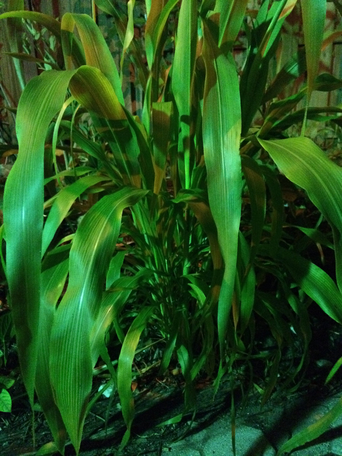 Ripkitty Sorghum Bicolor, (Milo Short) Seeds-4