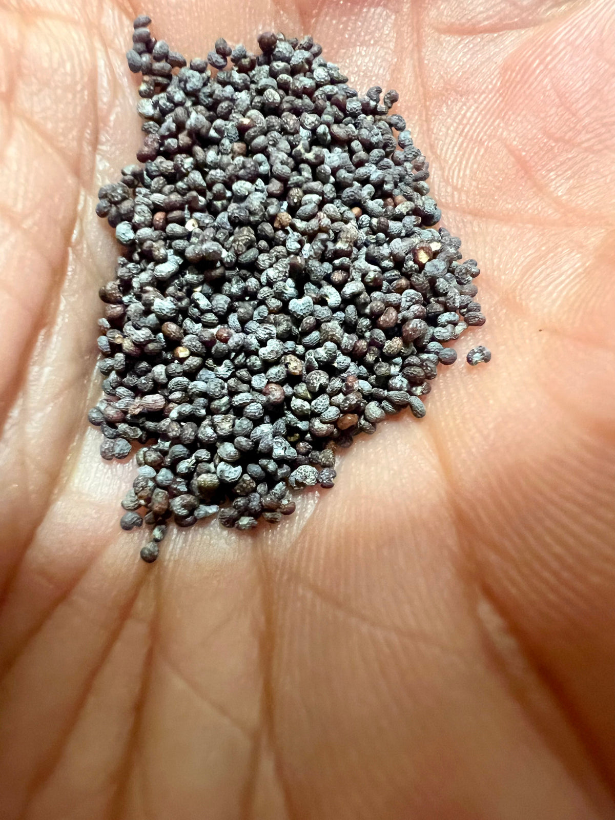 Ripkitty Premium Whole Raw Organic Blue Poppy Spain Seeds - Papaver Somniferum - Multicolor - Ornamental Garden Bloom-1