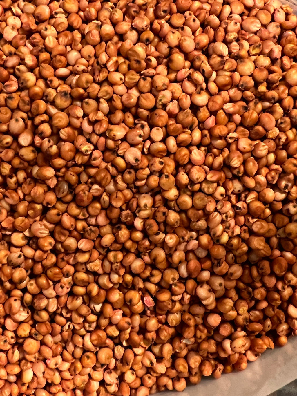 Ripkitty Sorghum Bicolor, (Milo Short) Seeds-1