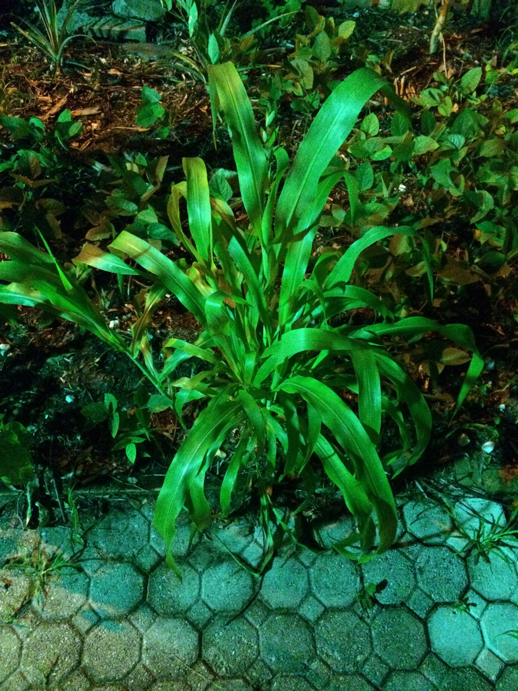 Ripkitty Sorghum Bicolor, (Milo Short) Seeds-3