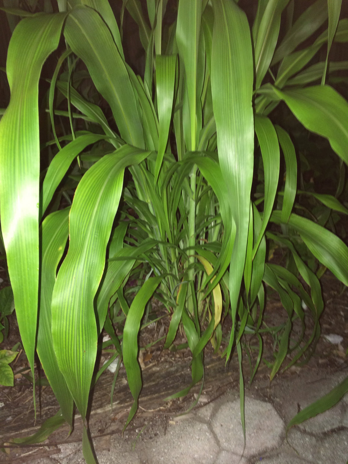 Ripkitty Sorghum Bicolor, (Milo Short) Seeds-2