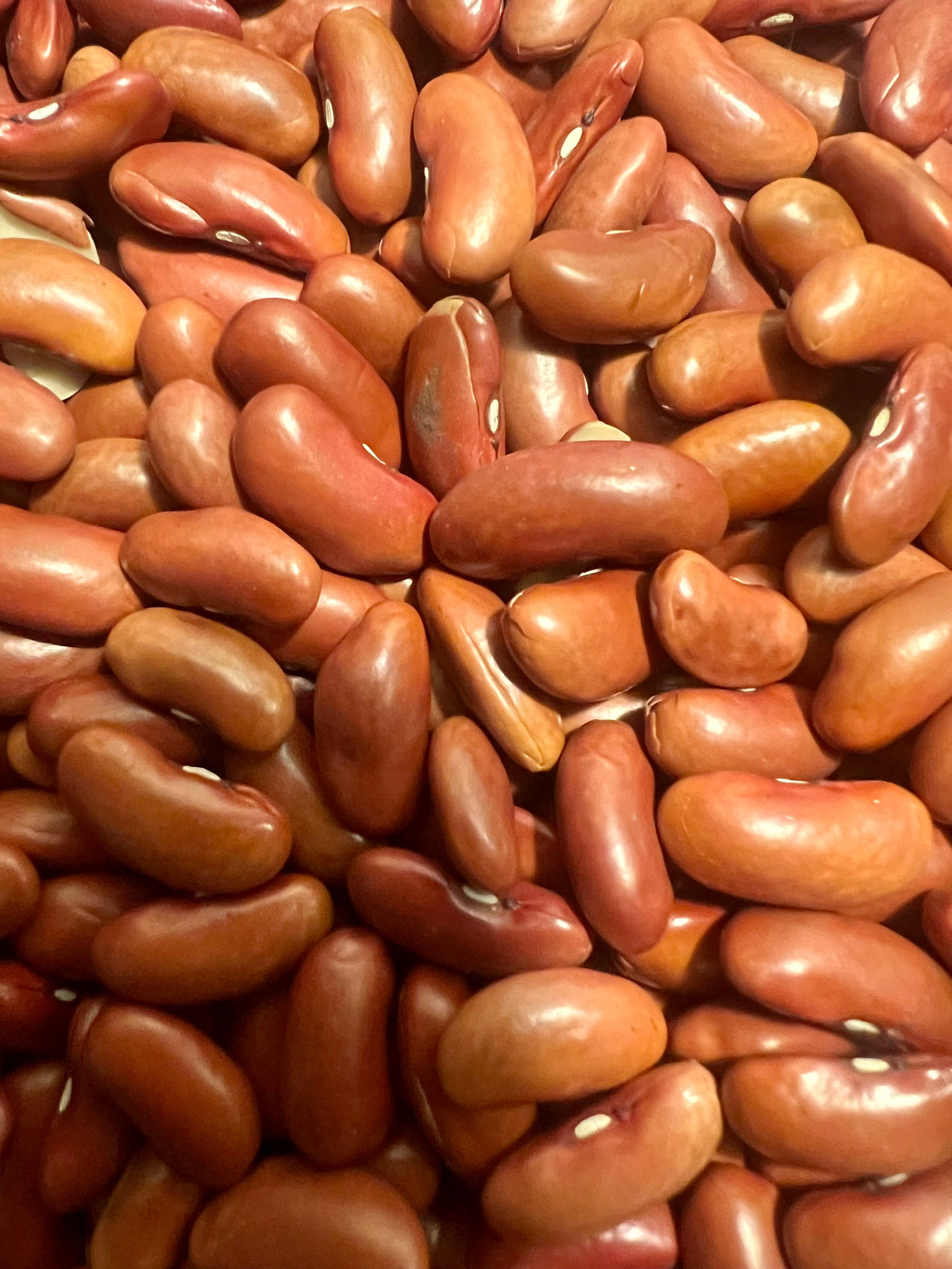 Ripkitty Red Kidney Bean Seeds - Drought-Tolerant Agricultural Grains-1