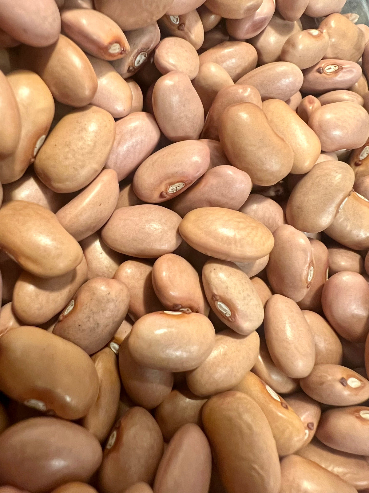 Ripkitty "O'odham" Pink Beans - Phaseolus Vulgaris High-Yield Seeds-0