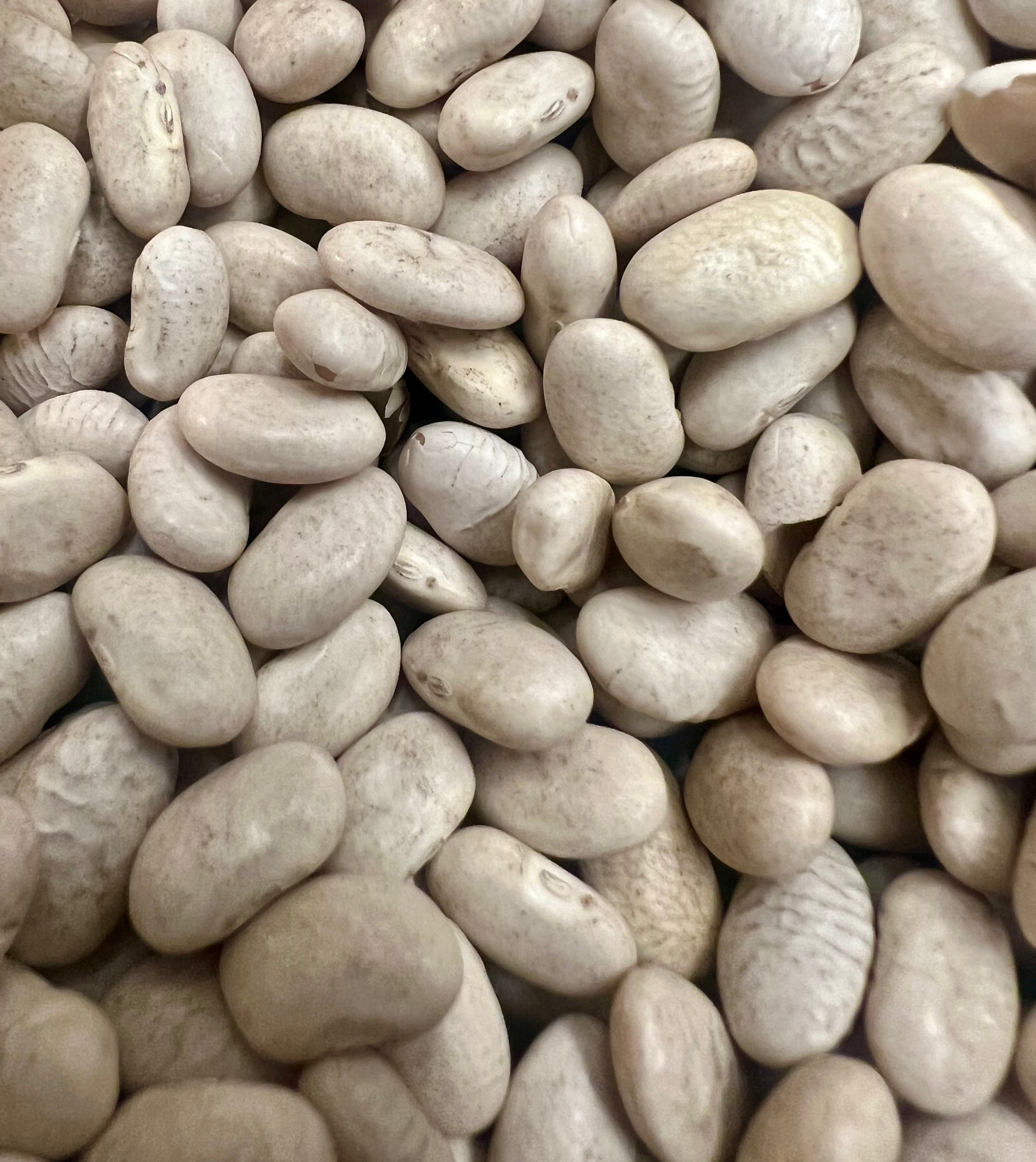 Raw white cannellini bean agricultural seeds ready for high yield home vegetable gardening and spring planting — view 2