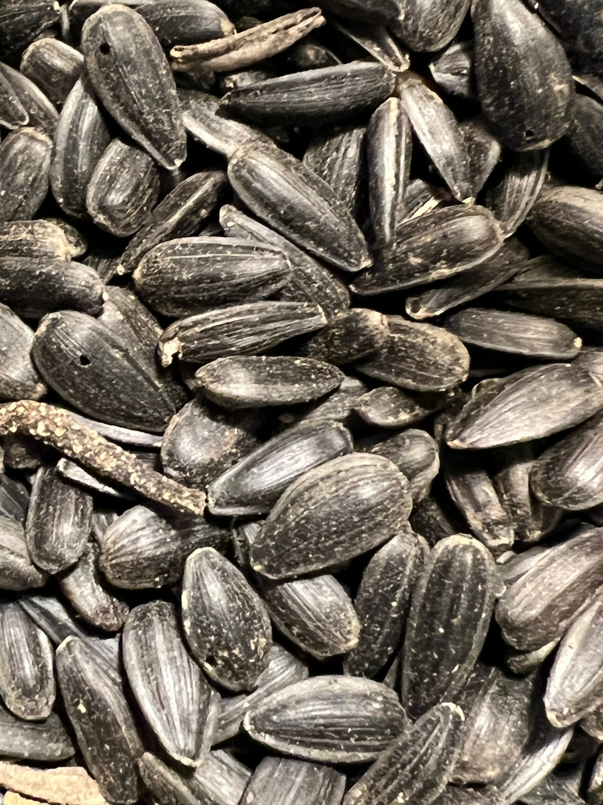 Ripkitty Premium Black Oil Sunflower Seeds - High-Energy Bird Feed & Garden Heirloom-0