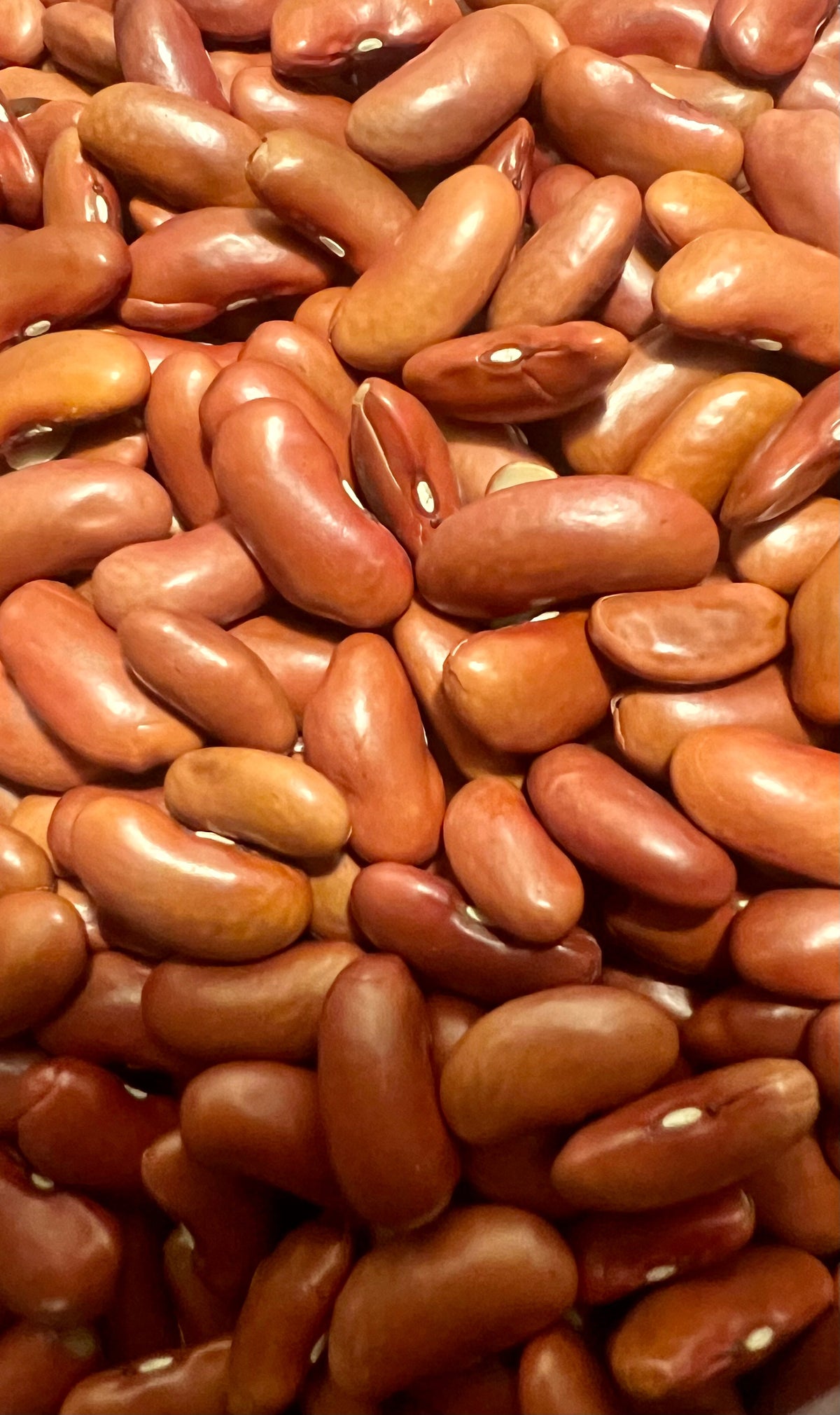 Ripkitty Red Kidney Bean Seeds - Drought-Tolerant Agricultural Grains-0