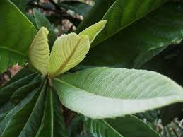 Loquat Leaves Fresh-0