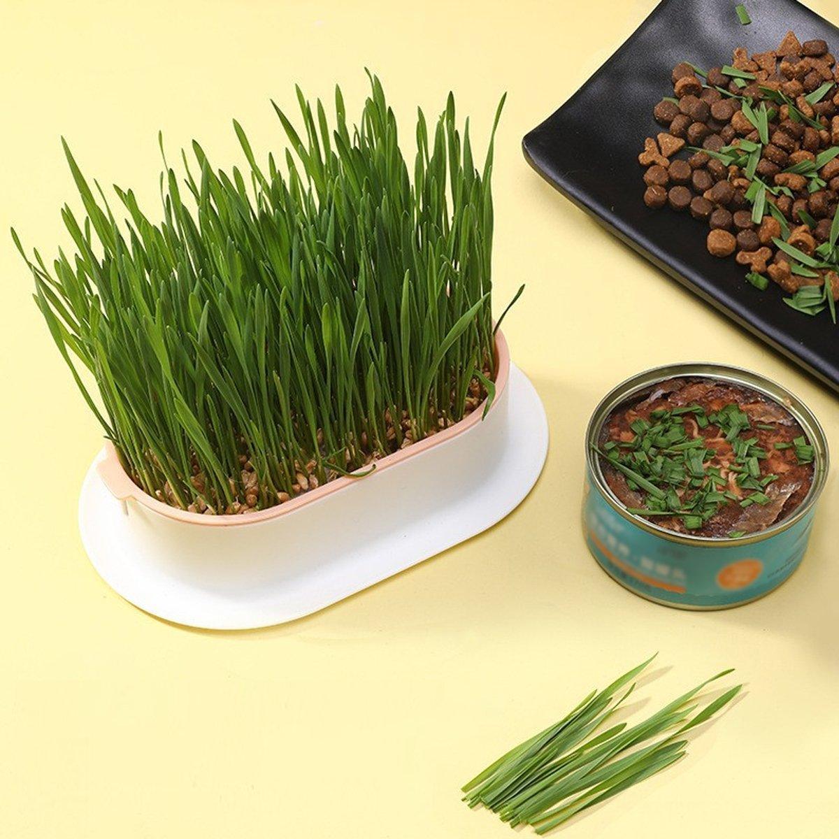 Catnip hydroponic box in pastel plastic for growing soil-free indoor cat grass — view 4