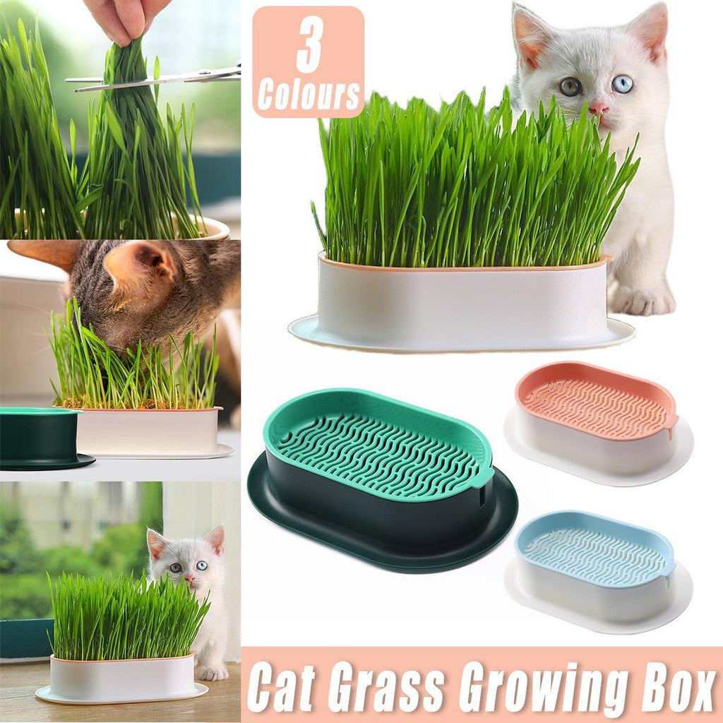 Catnip hydroponic box in pastel plastic for growing soil-free indoor cat grass