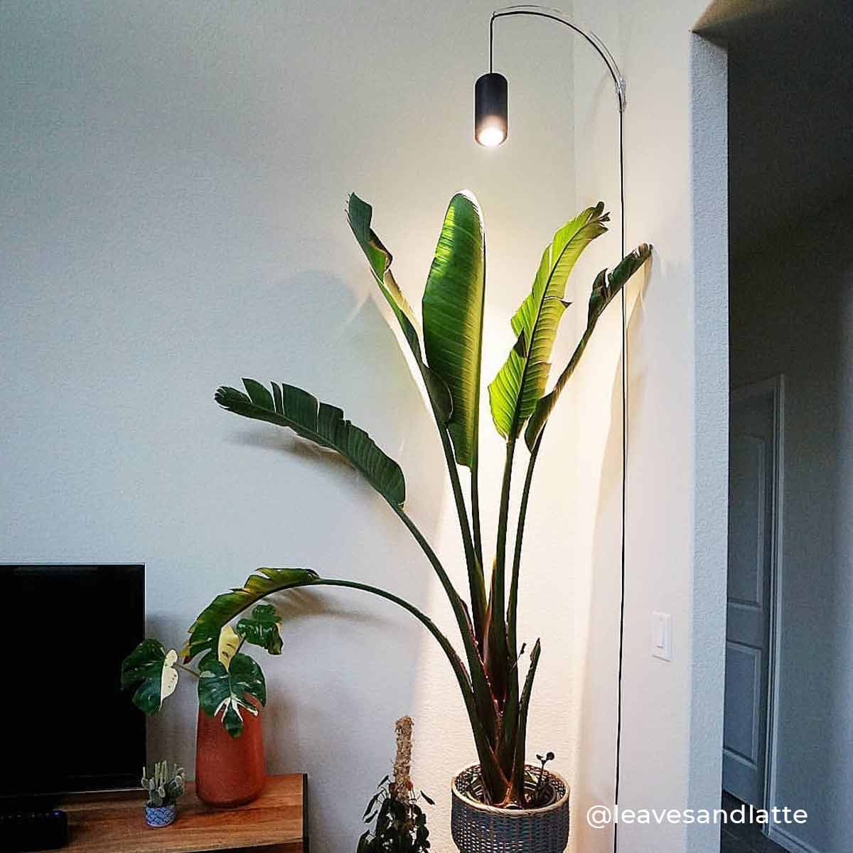 Archetto - Transparent Wall Mount-2