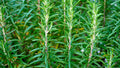 Rosemary Fresh Cut-0