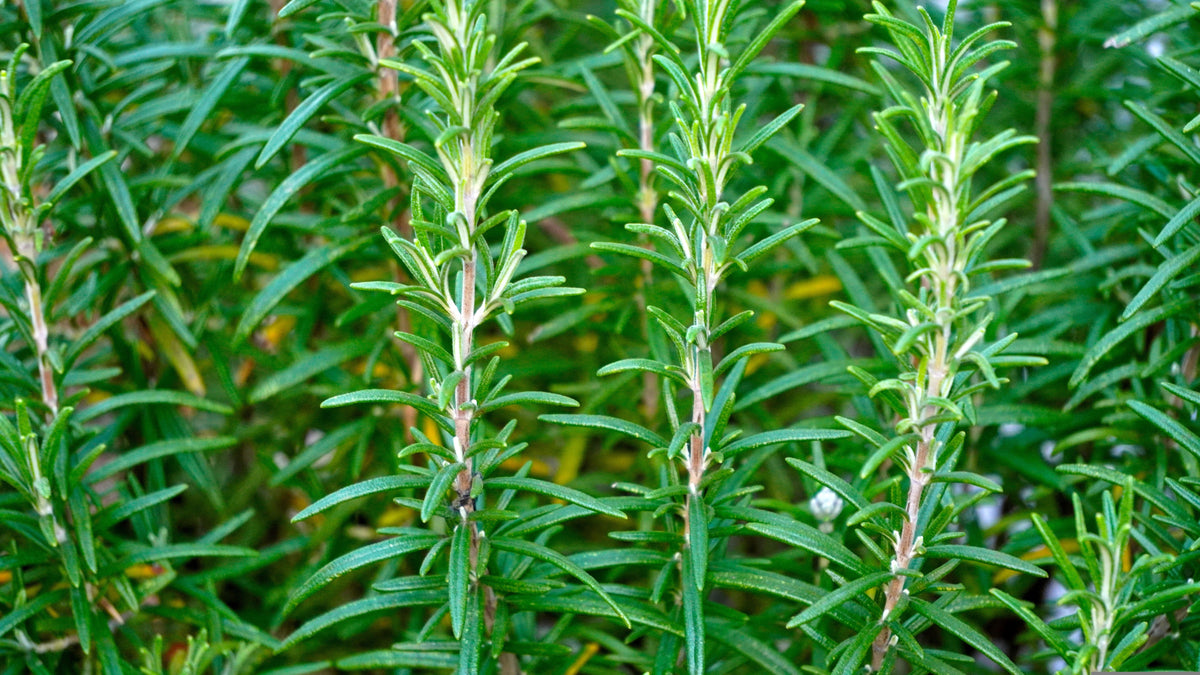 Rosemary Fresh Cut-0