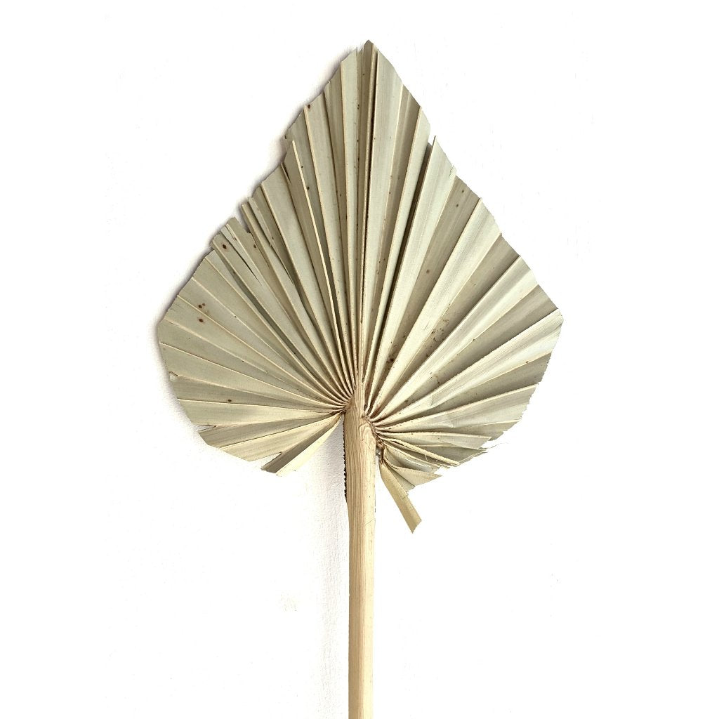 Anahaw Spear Palm Leaves-4
