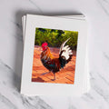 Tail Feathers Matted Print-0