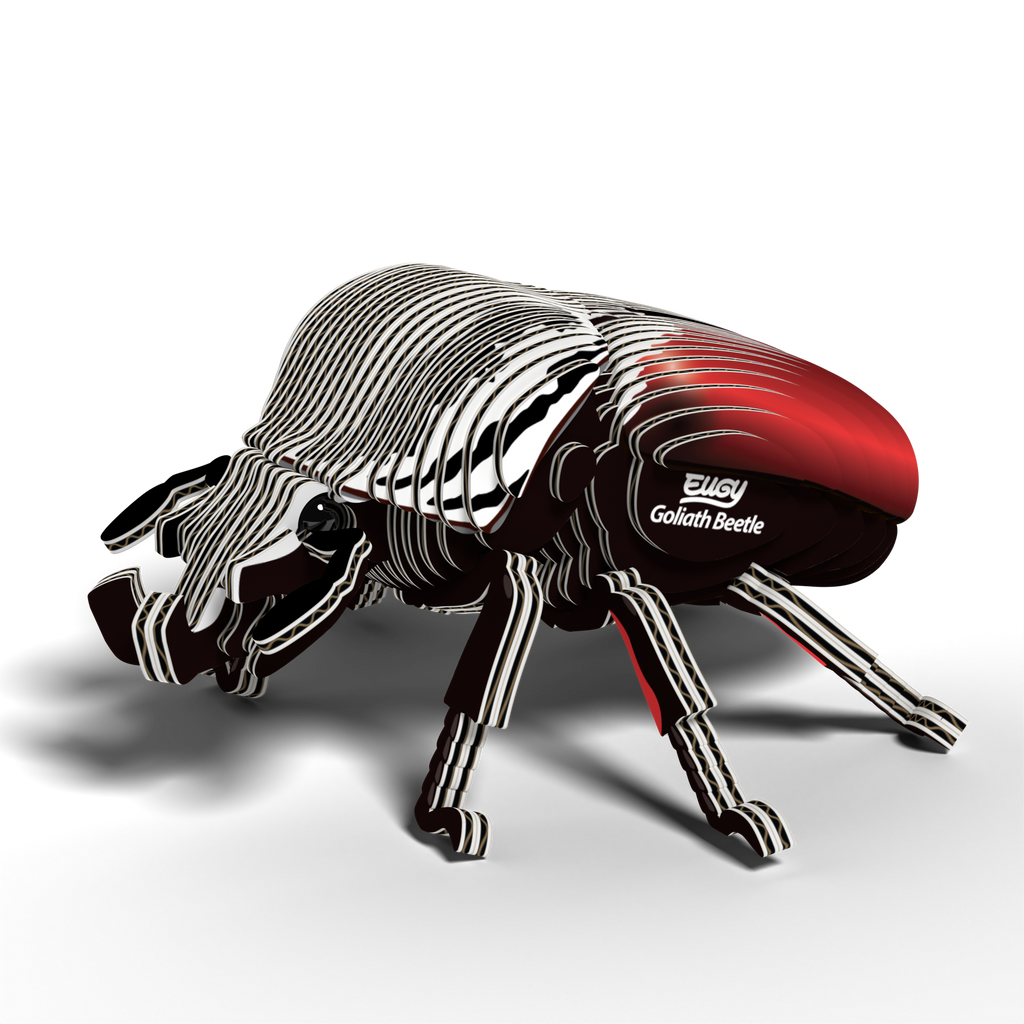 EUGY Goliath Beetle 3D puzzle constructed from eco-friendly biodegradable cardboard with authentic insect markings — view 3