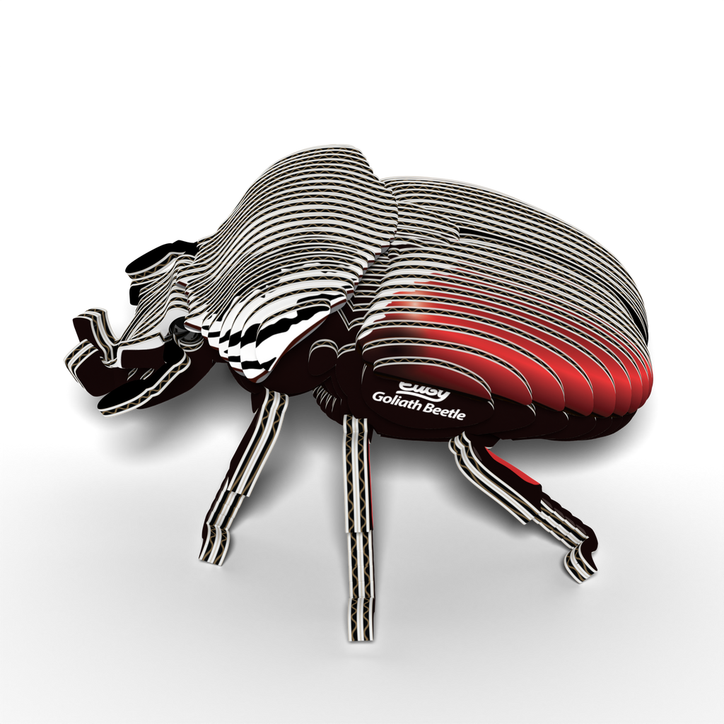 EUGY Goliath Beetle 3D puzzle constructed from eco-friendly biodegradable cardboard with authentic insect markings — view 4